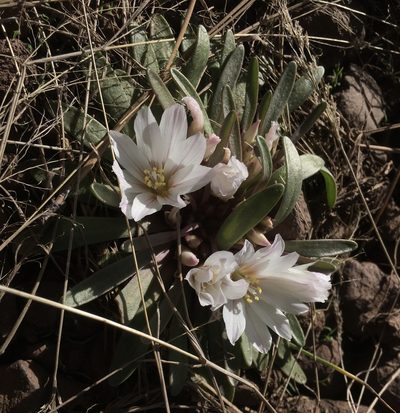Lewisia brachycalyx, photographed by Mike Dechter