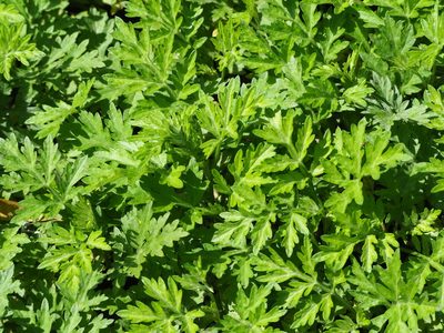 Artemisia indica, photographed by 葉子