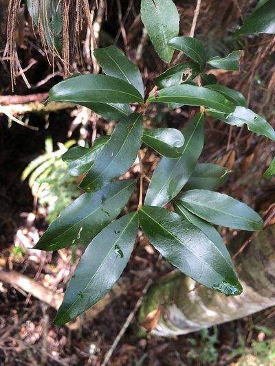 Austrobuxus swainii, photographed by Samuel Frankel