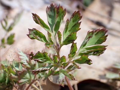 Corydalis incisa, photographed by Taro Ietaka