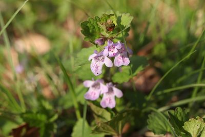 Glechoma grandis, photographed by Se Lena