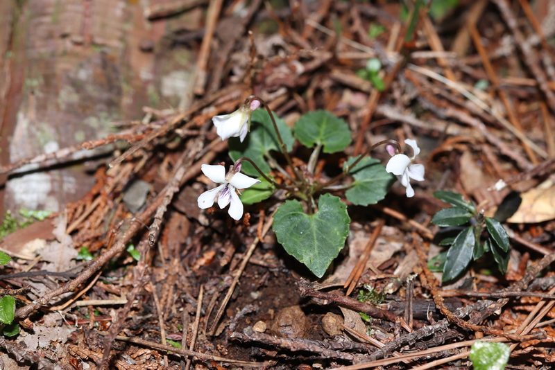 Viola sieboldii, photographed by Se Lena