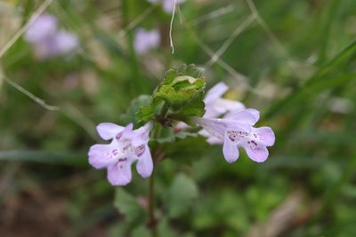 Glechoma grandis, photographed by Se Lena