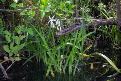 Crinum americanum, photographed by Paul Asman