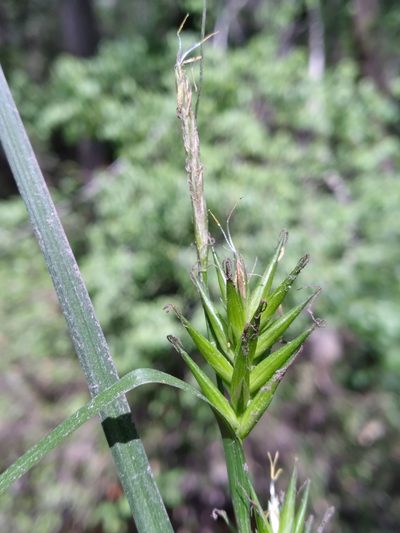 Carex lonchocarpa, photographed by Scott Ward