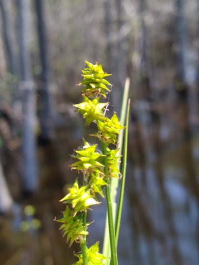 Carex atlantica, photographed by Scott Ward