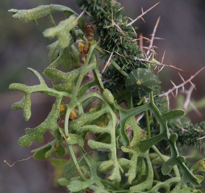Kedrostis africana, photographed by Tony Rebelo