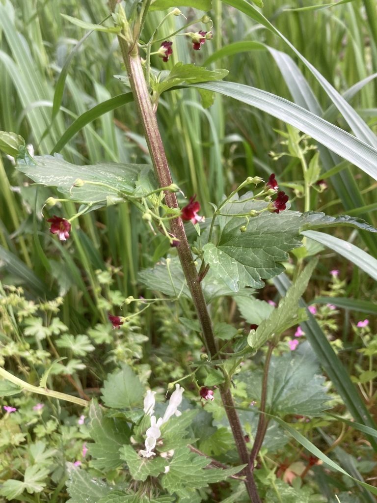 Lamium bifidum, photographed by Andre Hosper