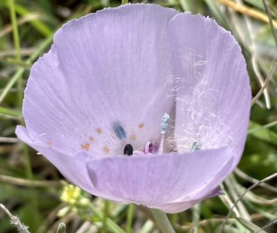 Calochortus uniflorus, photographed by Irene