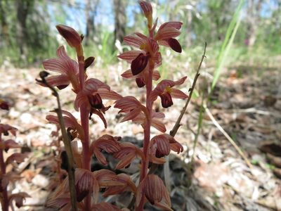 Corallorhiza striata, photographed by dghjertaas