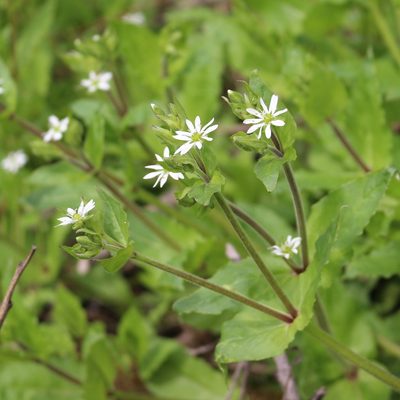 Stellaria aquatica, photographed by Юрий Данилевский (Yuriy Danilevsky)