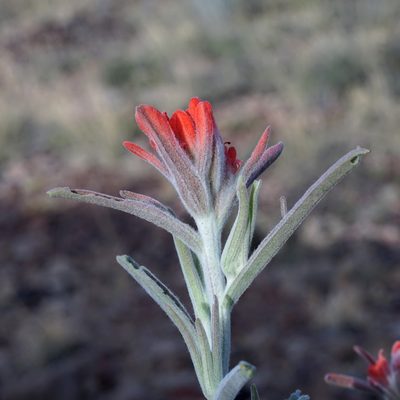 Castilleja lanata, photographed by Andrew Tree