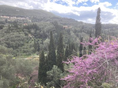 Cupressus sempervirens, photographed by Andre Hosper