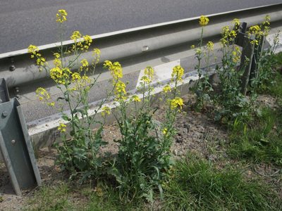 Brassica napus, photographed by Юрий Данилевский (Yuriy Danilevsky)