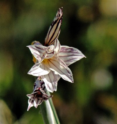Olsynium biflorum, photographed by Hugo Hulsberg