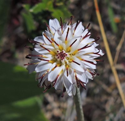 Hypochaeris incana, photographed by Hugo Hulsberg