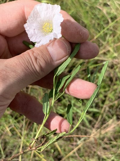 Monsonia natalensis, photographed by Dave Richardson