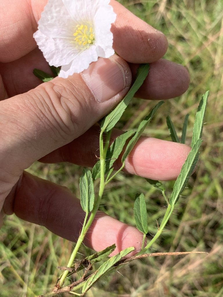 Monsonia natalensis, photographed by Dave Richardson