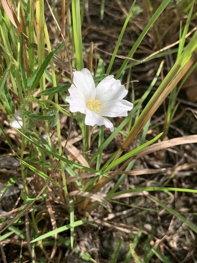 Monsonia natalensis, photographed by Dave Richardson