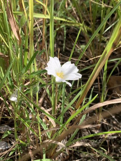 Monsonia natalensis, photographed by Dave Richardson