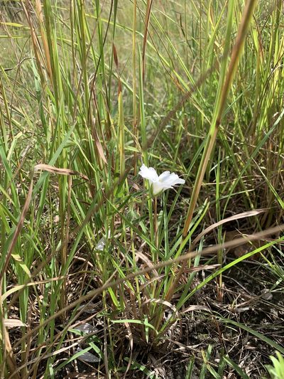 Monsonia natalensis, photographed by Dave Richardson