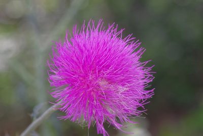Cirsium texanum, photographed by Michelle W. （鍾偉瑋）