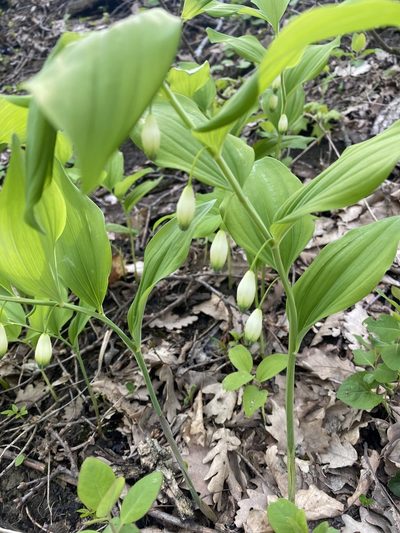 Polygonatum glaberrimum, photographed by Илья Руденко
