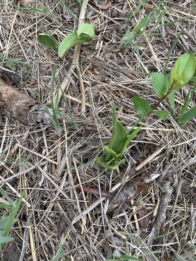 Ophioglossum engelmannii, photographed by milton asparagus