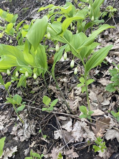 Polygonatum glaberrimum, photographed by Илья Руденко