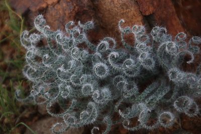 Gethyllis villosa, photographed by Tony Rebelo
