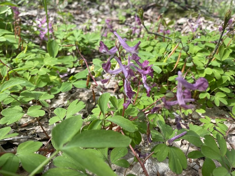 Corydalis caucasica, photographed by Илья Руденко