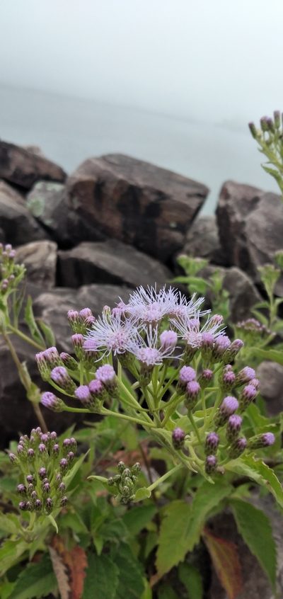 Chromolaena hookeriana, photographed by Fede y Vani