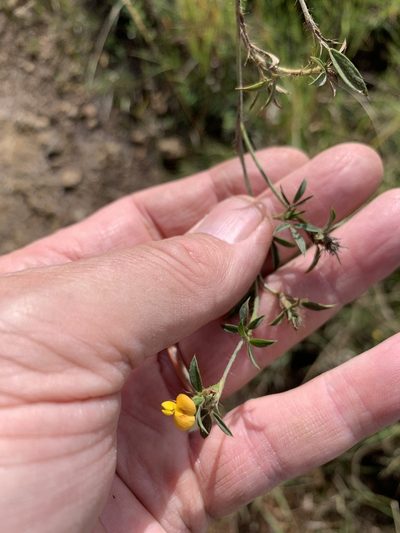 Stylosanthes fruticosa, photographed by Dave Richardson