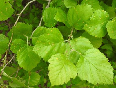 Crataegus mollis, photographed by saltyhiker