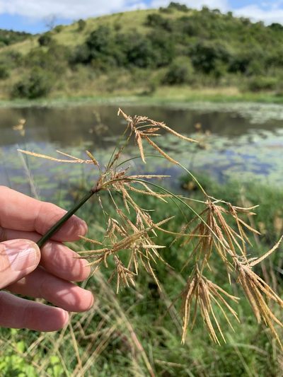 Cyperus articulatus, photographed by Dave Richardson