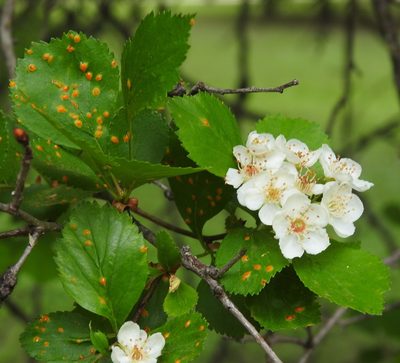Crataegus viridis, photographed by saltyhiker