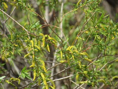 Salix nigra, photographed by Calinsdad