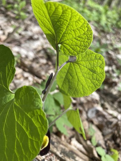 Aristolochia steupii, photographed by Илья Руденко