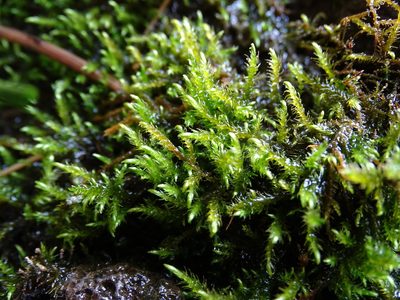Cratoneuron filicinum, photographed by Zeke Marshall