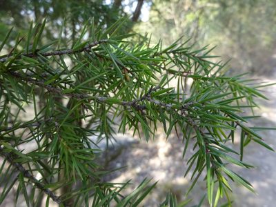 Juniperus oxycedrus, photographed by Guillaume Hoffmann
