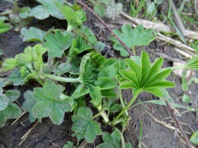 Alchemilla vulgaris, photographed by Zeke Marshall