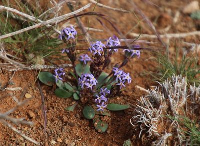 Manulea fragrans, photographed by Tony Rebelo