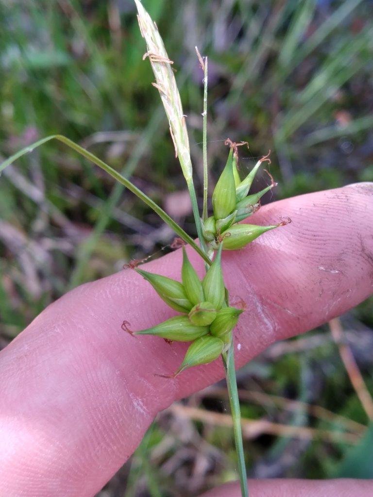 Carex turgescens, photographed by Scott Ward