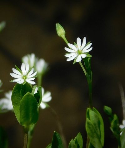 Cerastium nutans, photographed by Michael J. Papay