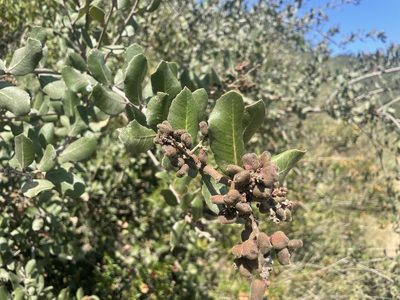 Rhus integrifolia, photographed by lejones417