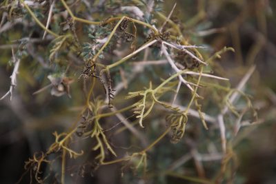 Kedrostis africana, photographed by Tony Rebelo