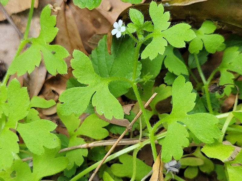 Nemophila aphylla, photographed by Anthony A Simmons