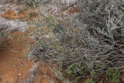 Kedrostis africana, photographed by Tony Rebelo