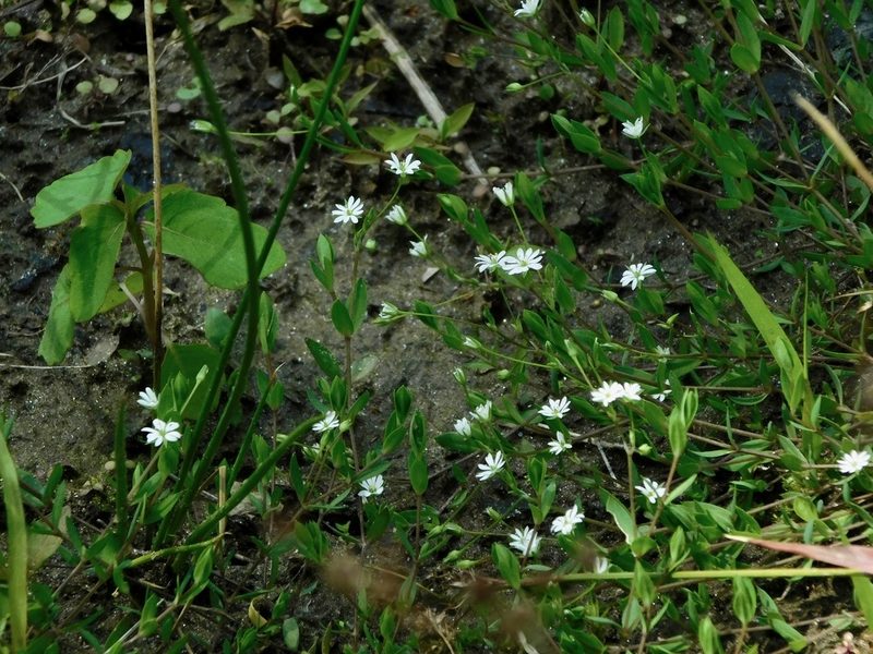 Cerastium nutans, photographed by Michael J. Papay