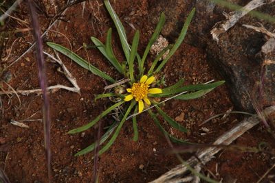 Geigeria ornativa, photographed by Tony Rebelo